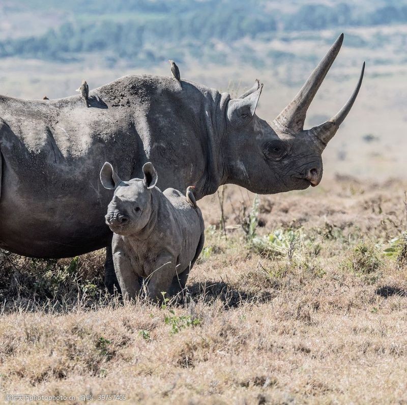 保护小草非洲犀牛图片