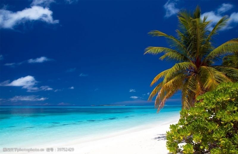 冰凉夏日海滩棕榈椰树风景图片