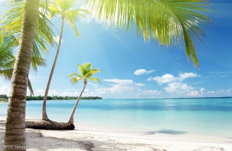 冰凉夏日海滩棕榈椰树风景图片