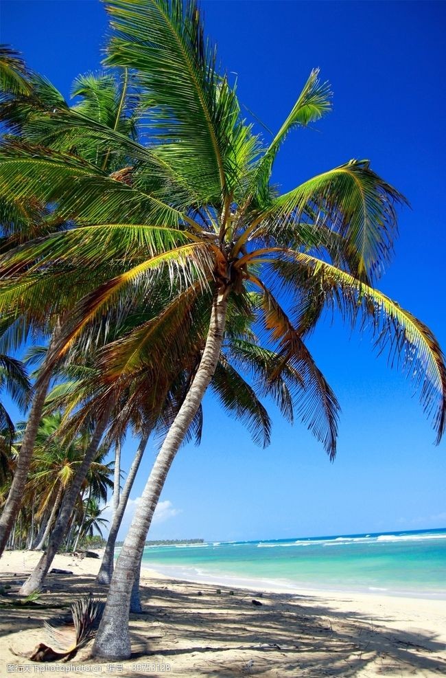 美丽的蓝天海滩棕榈椰树风景图片