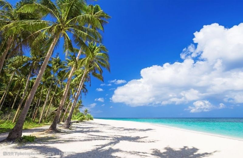 白色光线海滩棕榈椰树风景图片