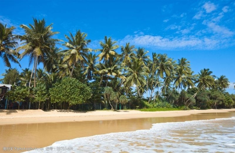 阳光贝贝海滩棕榈椰树风景图片