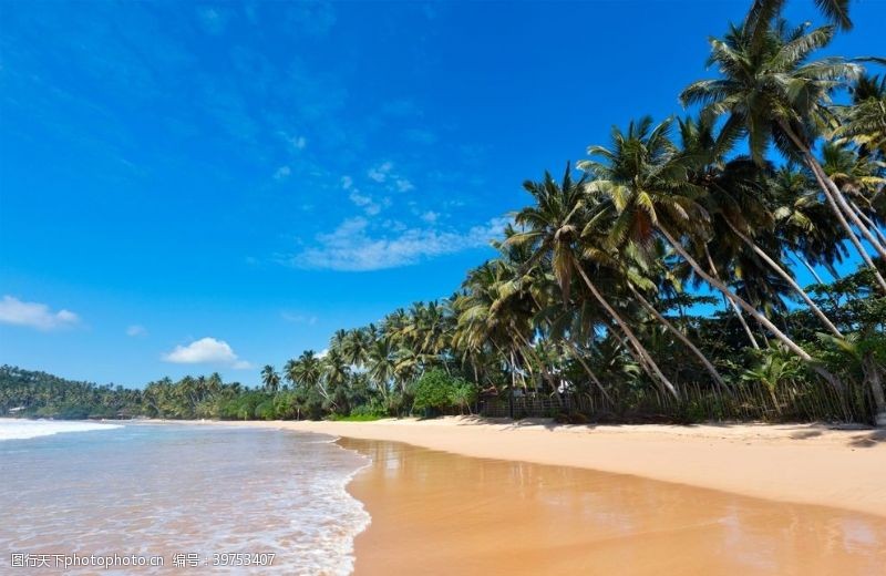 碧海蓝天海滩棕榈椰树风景图片
