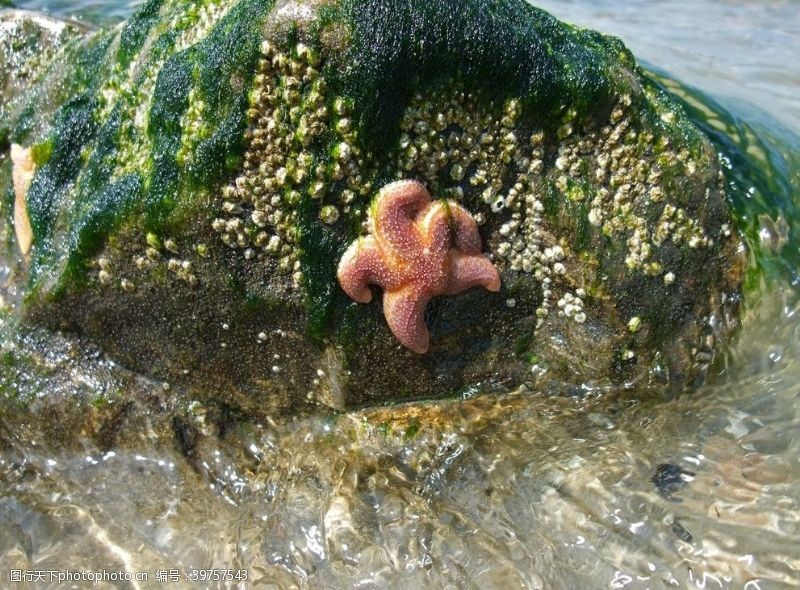 可爱海底生物海星图片