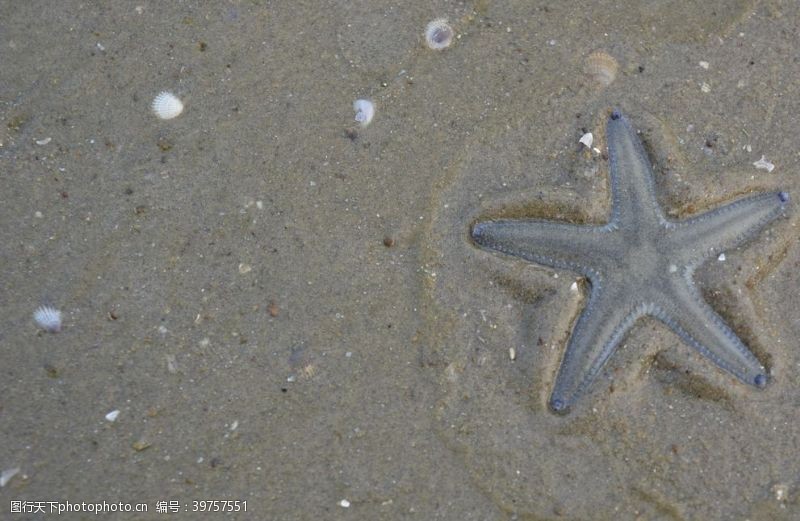 可爱海底生物海星图片