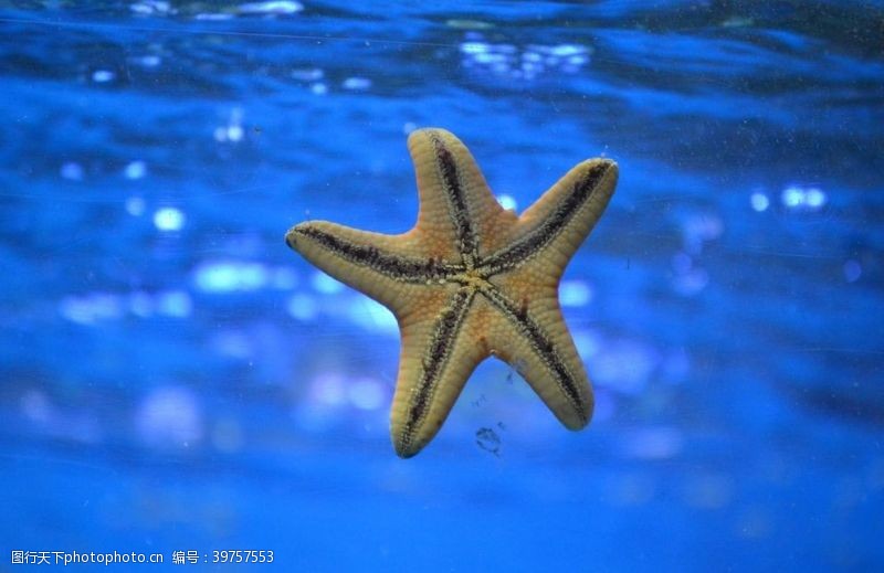 梦幻海底世界海星图片