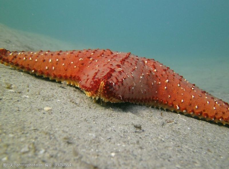 可爱海底生物海星图片