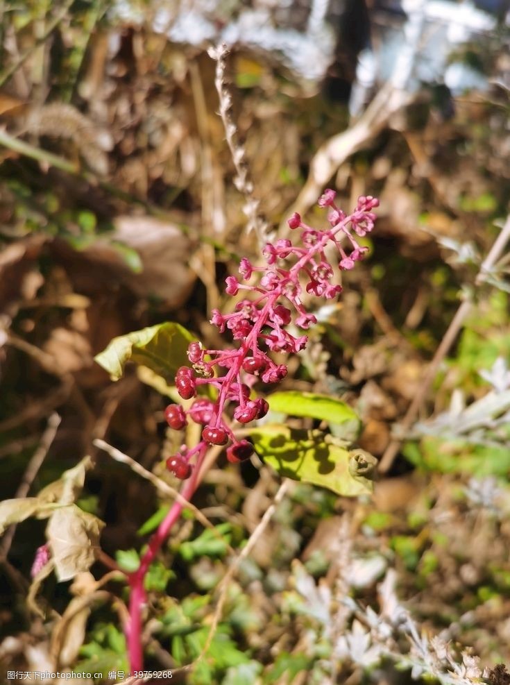 开花豆红豆图片