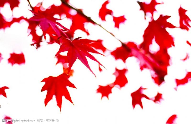秋天枫林红叶图片
