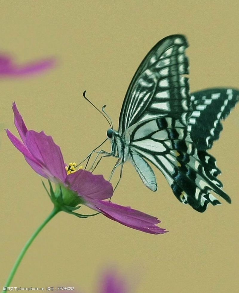 植物昆虫蝴蝶图片
