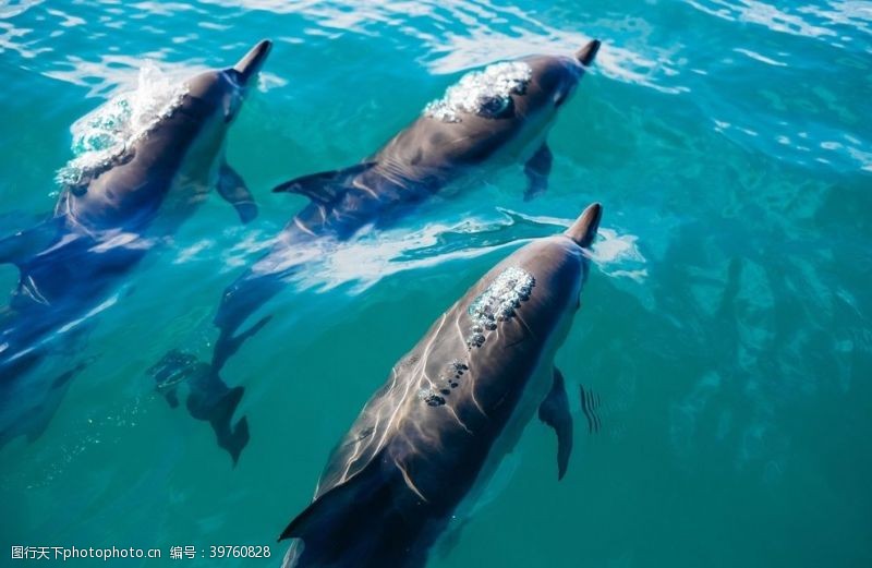 海豚摄影可爱的海豚图片