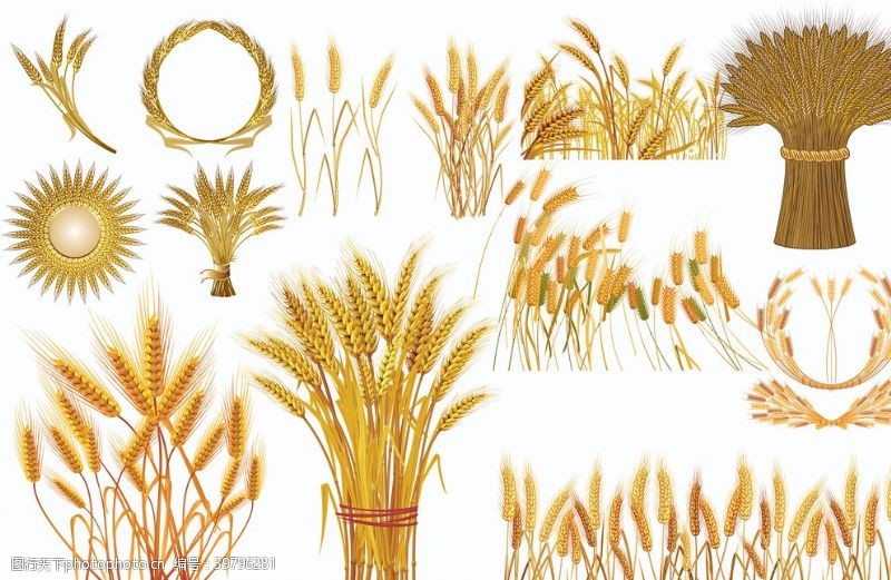 谷物麦子图片