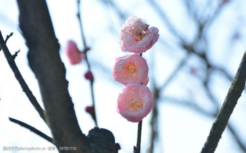 腊梅树枝梅花特写图片