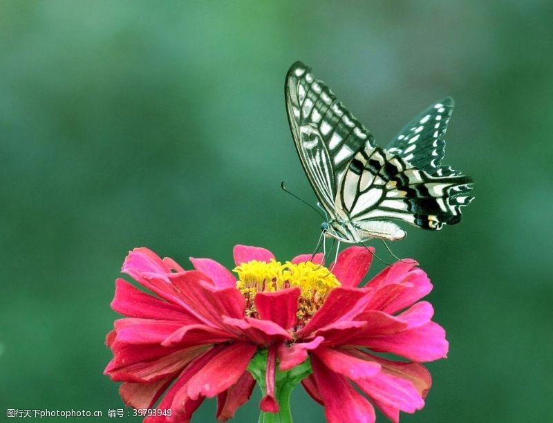 绿色自然海报美丽蝴蝶图片