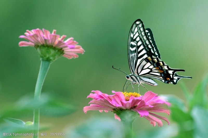 绿色主题背景美丽蝴蝶图片