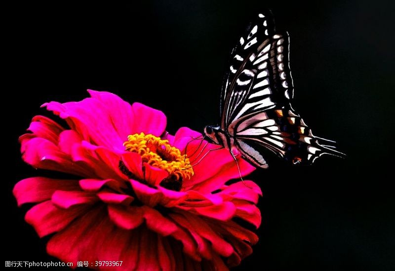 丛飞美丽蝴蝶图片