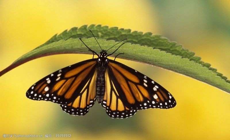 蝴蝶海报素材美丽蝴蝶图片