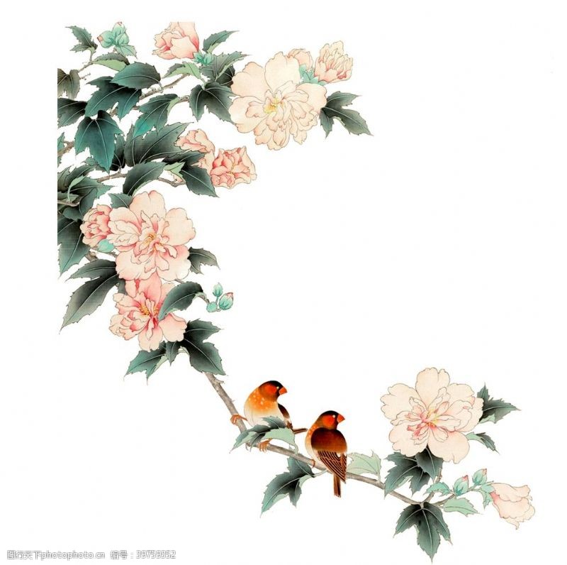 粉红桃花鸟图片