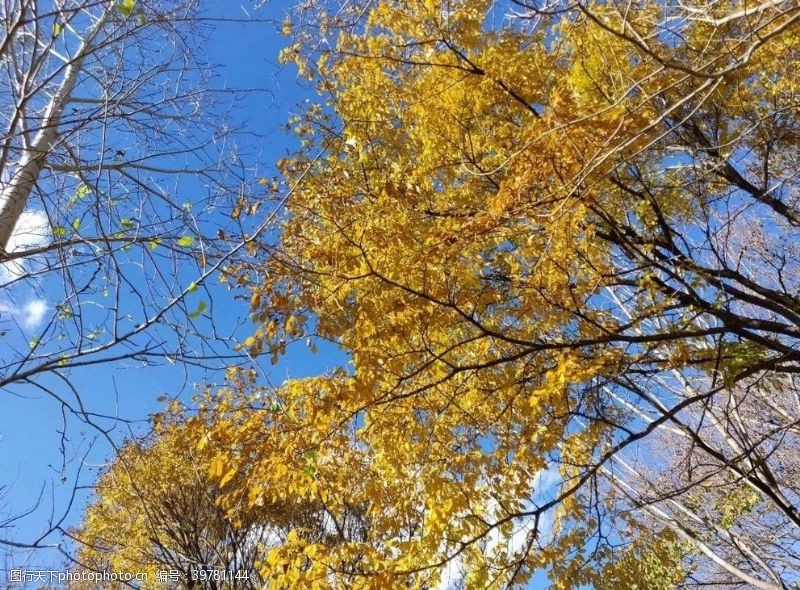 蓝色树叶秋景图片