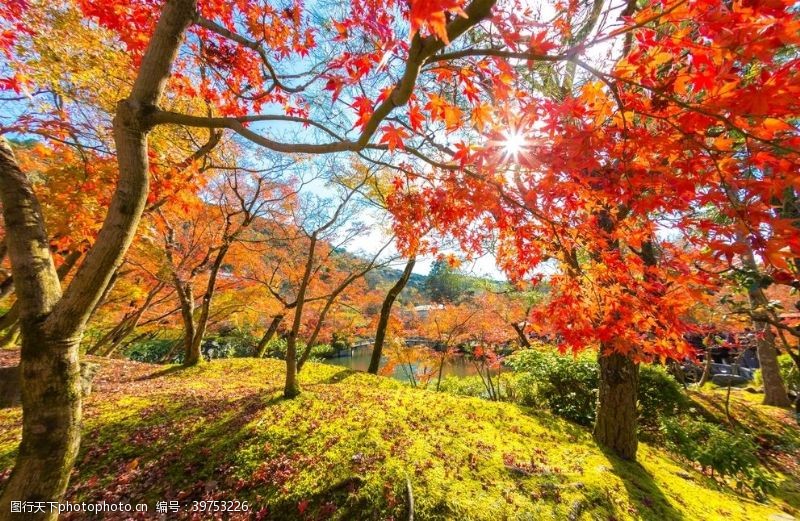 湖泊美景秋季森林图片