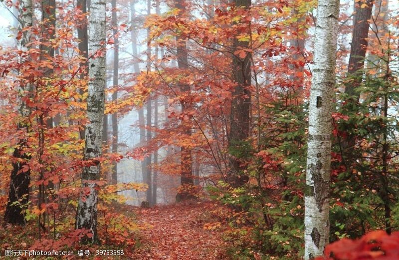 唯美风秋季森林图片