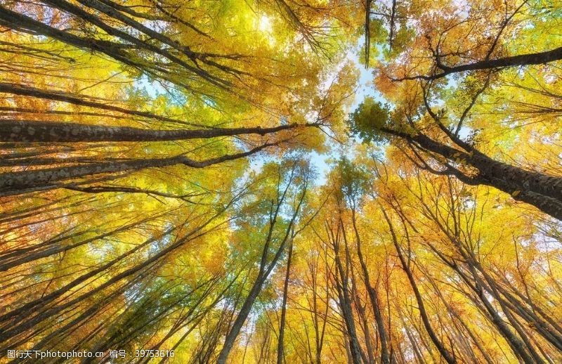 金黄色树枝秋季森林图片