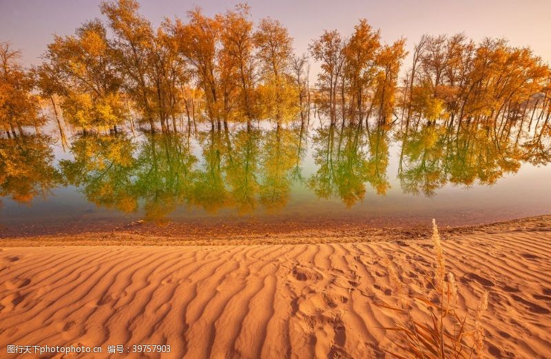 新疆风景沙漠胡杨湖水图片