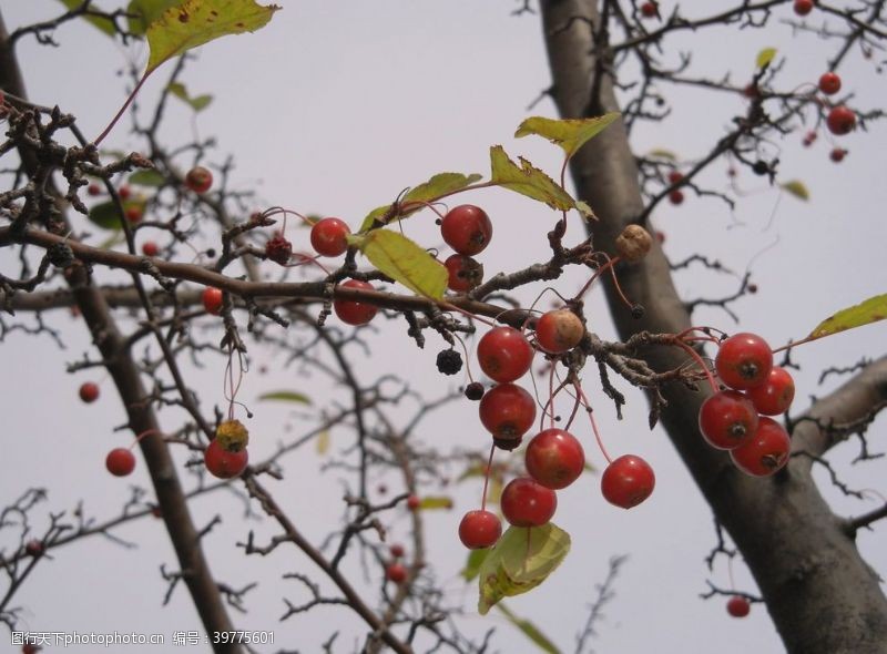 鲜花饼山楂图片