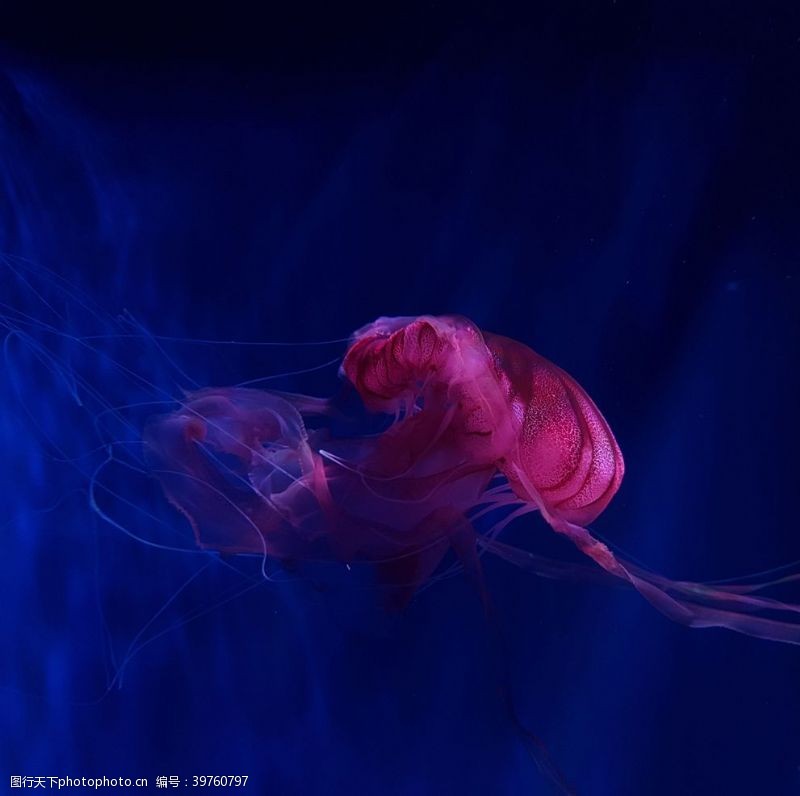 梦幻海底世界水母图片