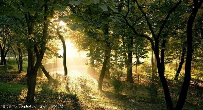 微电影树林的清晨图片
