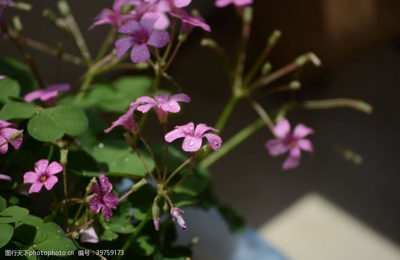 漂亮花束四叶粉色花朵图片