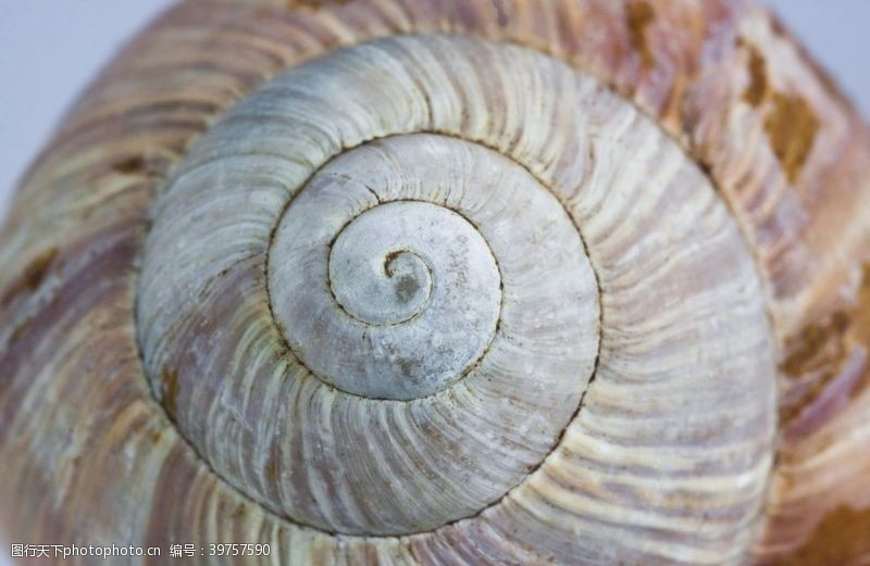 贝壳蜗牛图片