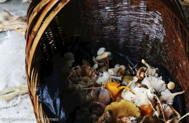 野菌菇野生菌类蘑菇图片