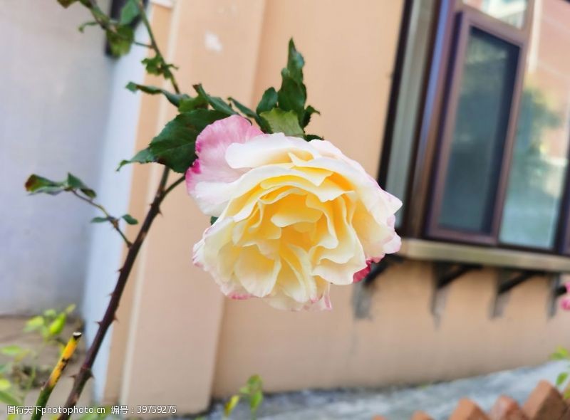 蔷薇科花卉月季3图片