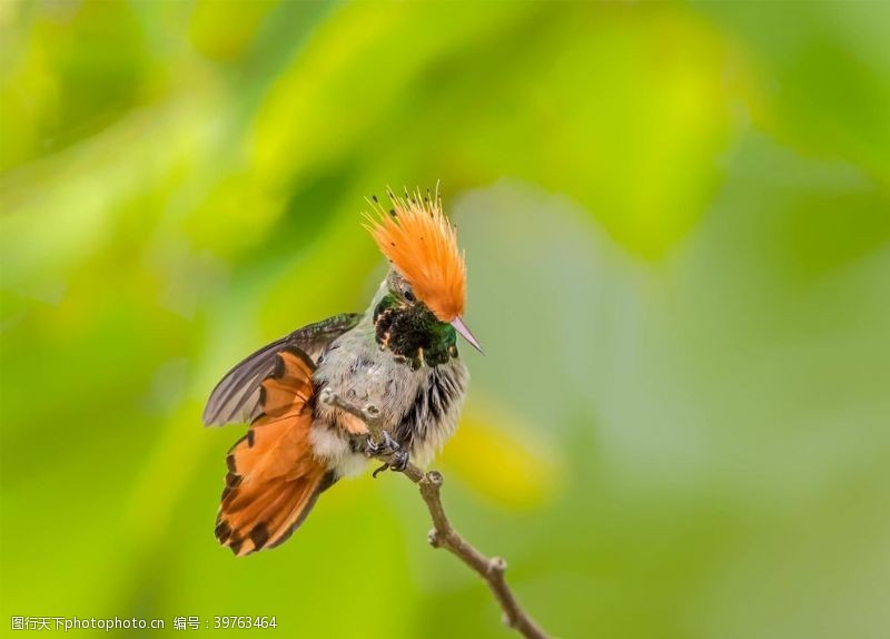 棕冠蜂鸟图片