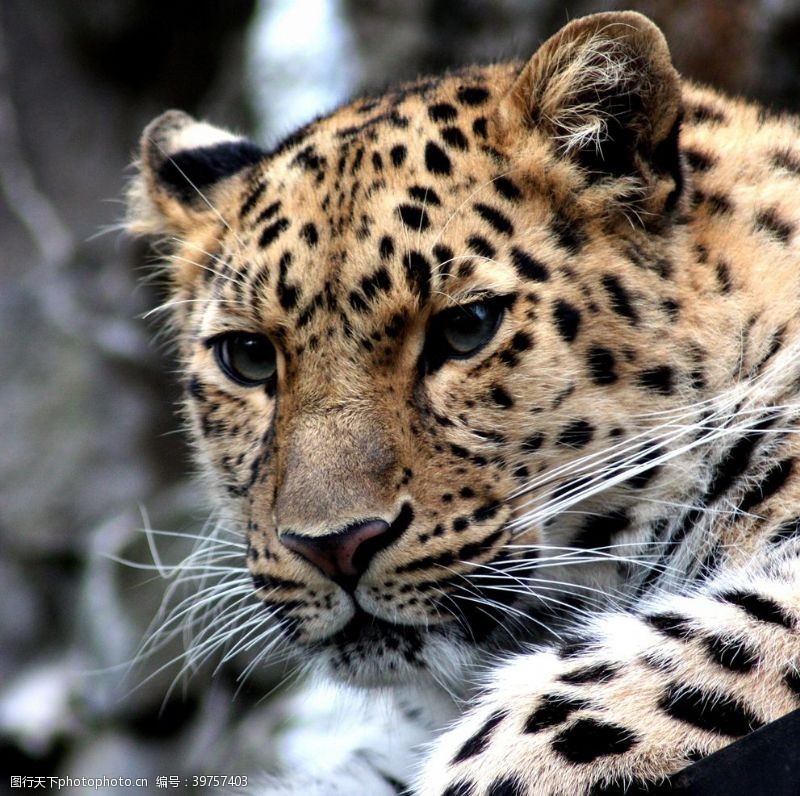 自然保护豹子图片