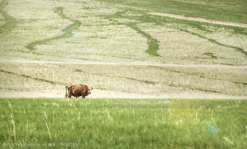 放牧草原上的牛图片