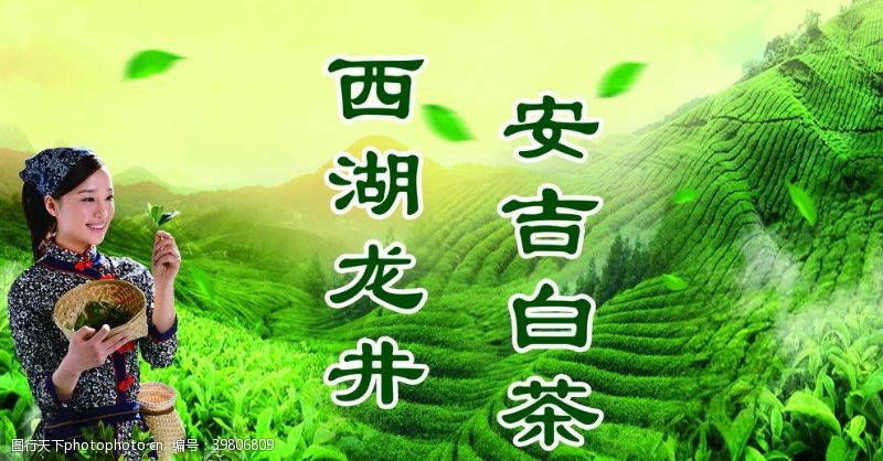 西湖龙井茶茶叶海报图片