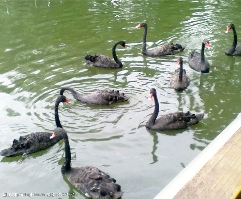 池塘里的黑天鹅图片