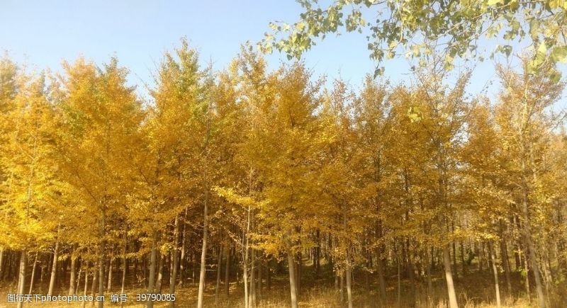 初秋初冬暖阳下的银杏树图片