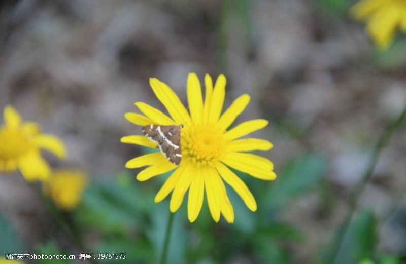 树木蝶花图片