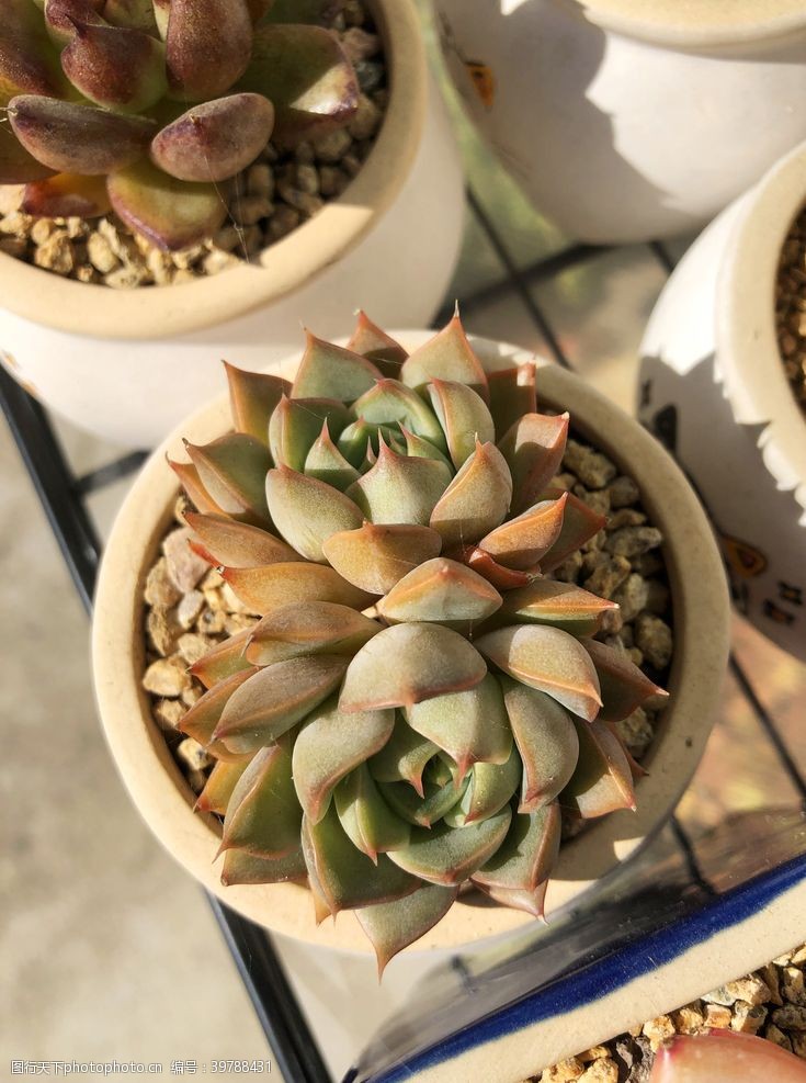 种植多肉植物多肉拿铁图片