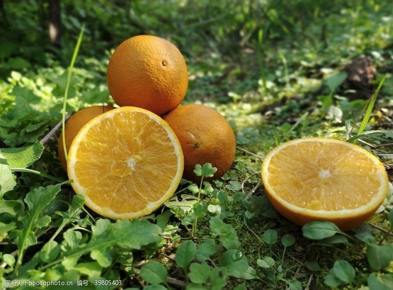 橘子柑橘图片