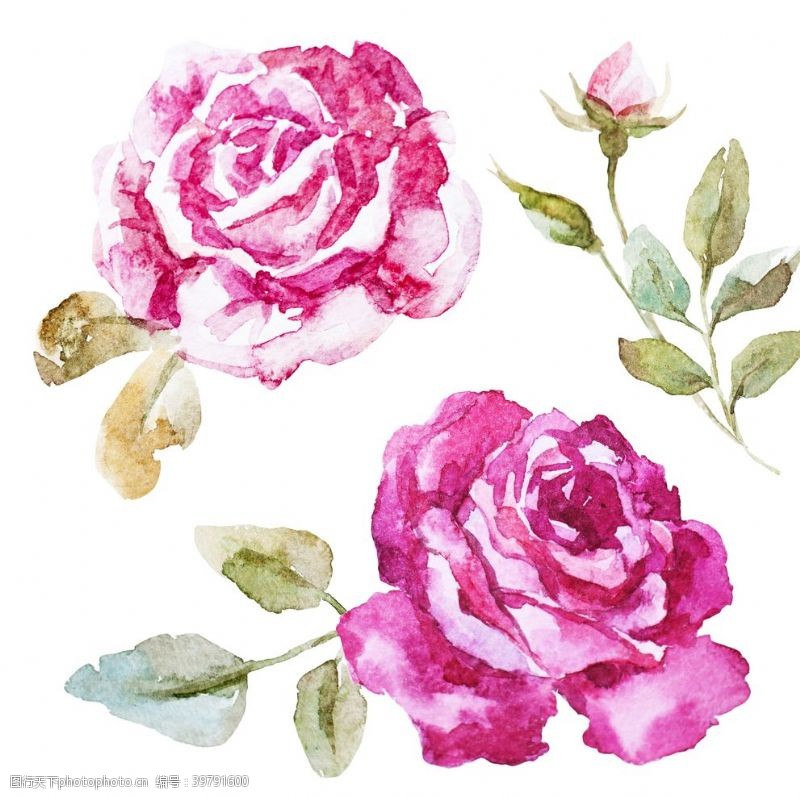 水彩玫瑰花朵图片