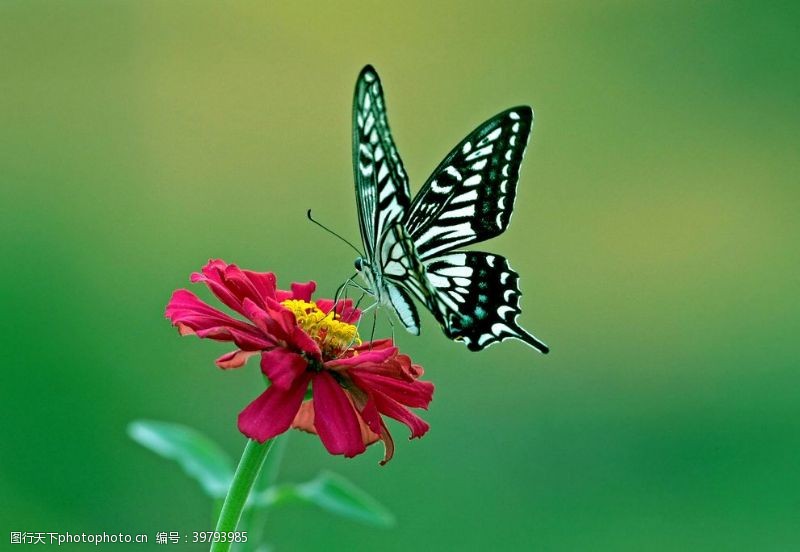 绿色主题背景蝴蝶图片