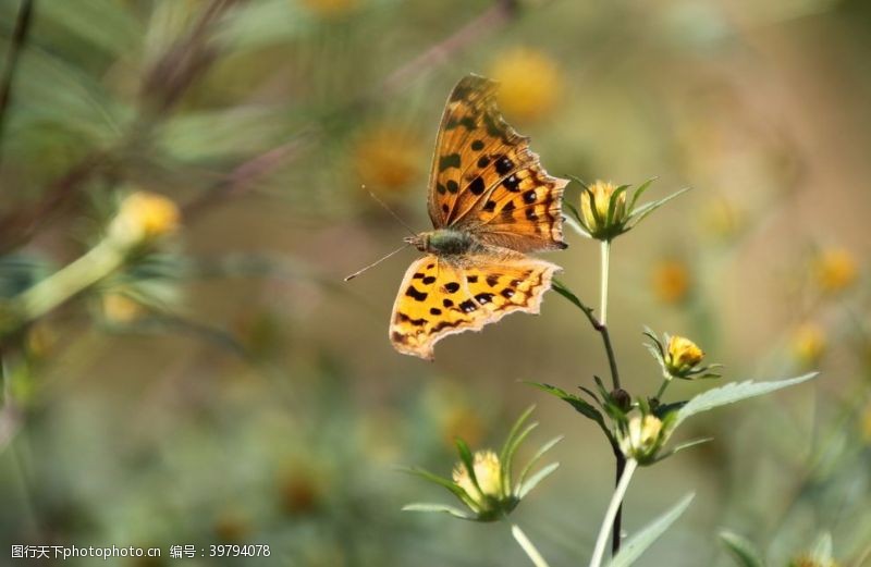 植物昆虫蝴蝶图片