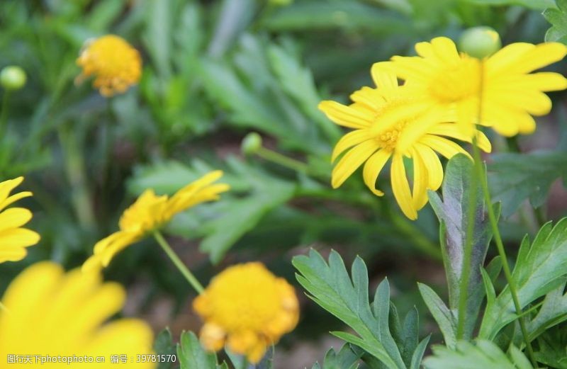 绿植围墙菊花图片