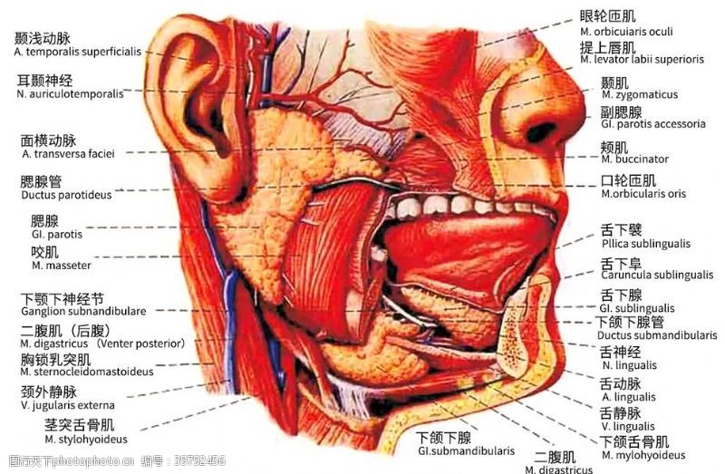 口腔粘膜解剖图图片
