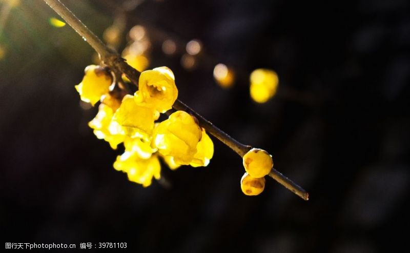 三叶草腊梅花图片