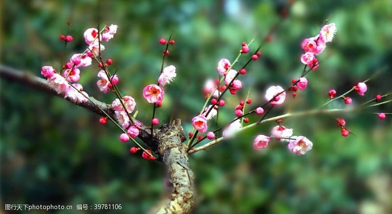 腊梅树枝梅花图片